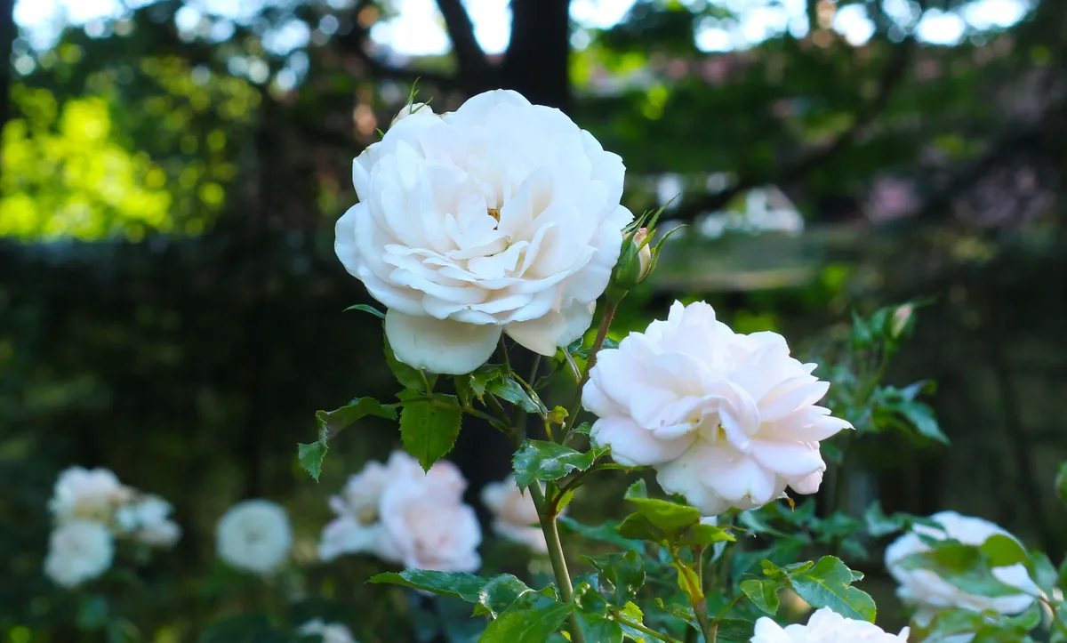White House Rose Garden