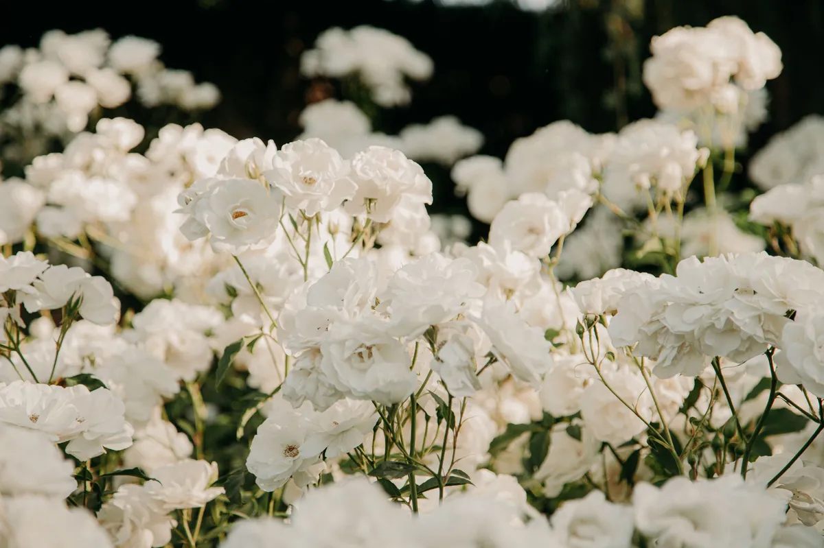 The Transformation of the White House Rose Garden: A New Era of Statues