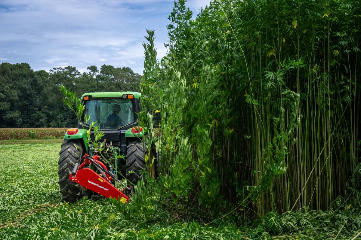 hemp field cultivation