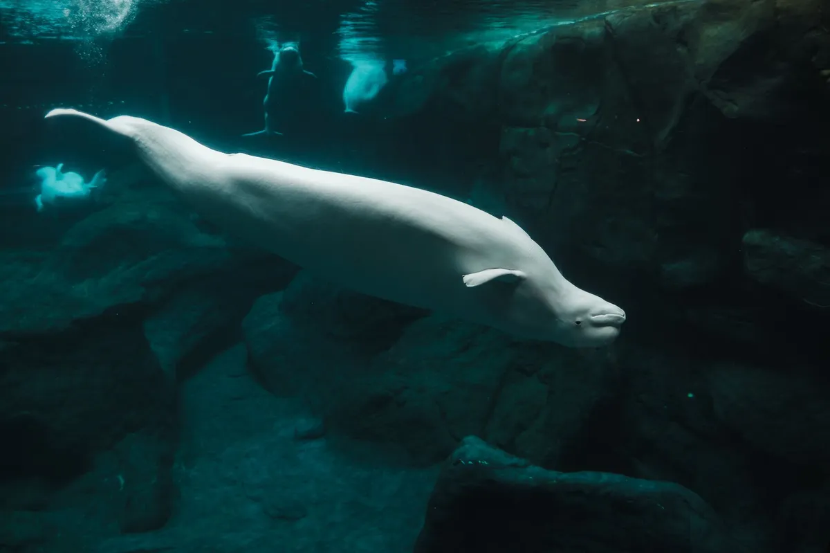 endangered beluga whale in water