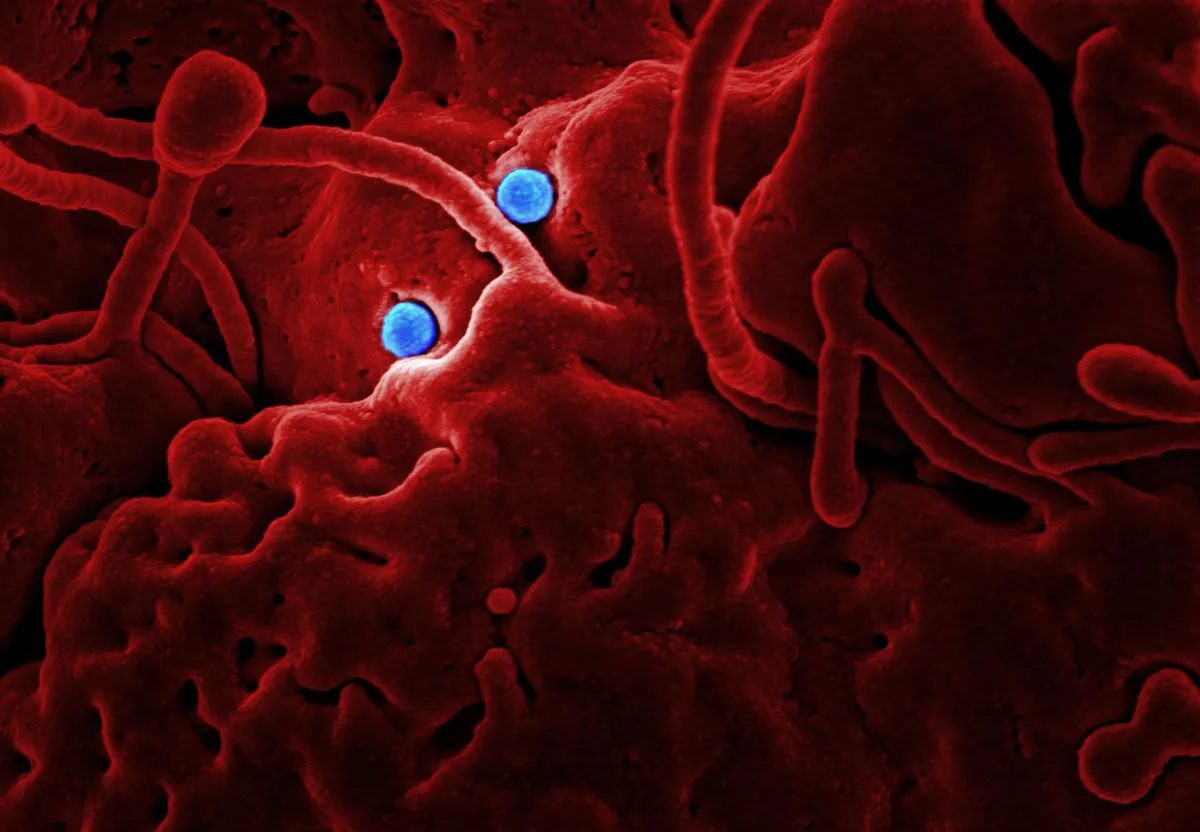 HIV cell structure
