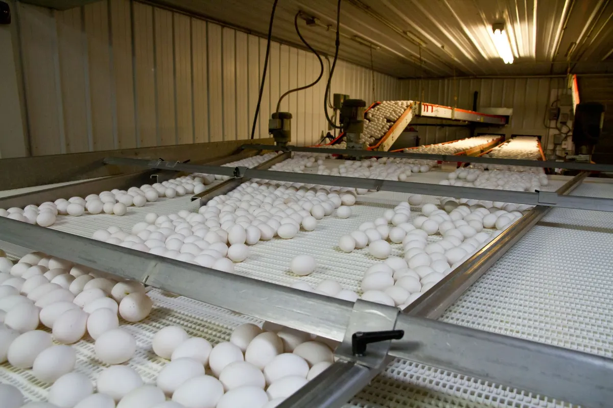 egg production facility