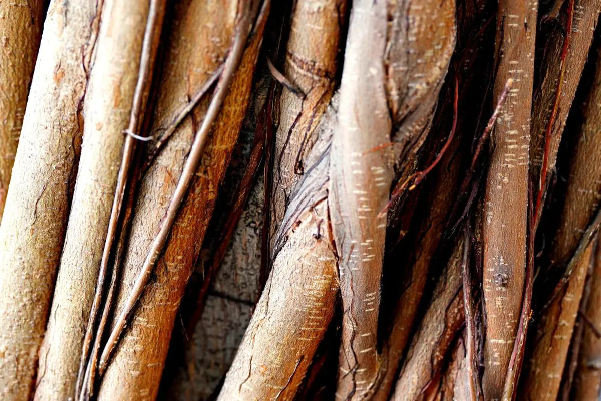 Exploring Ayahuasca: Mental Health Impacts and User Experiences