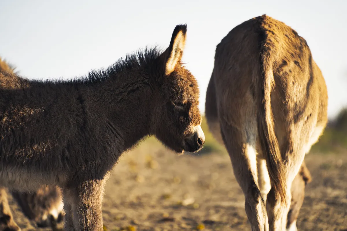 miniature donkey farm