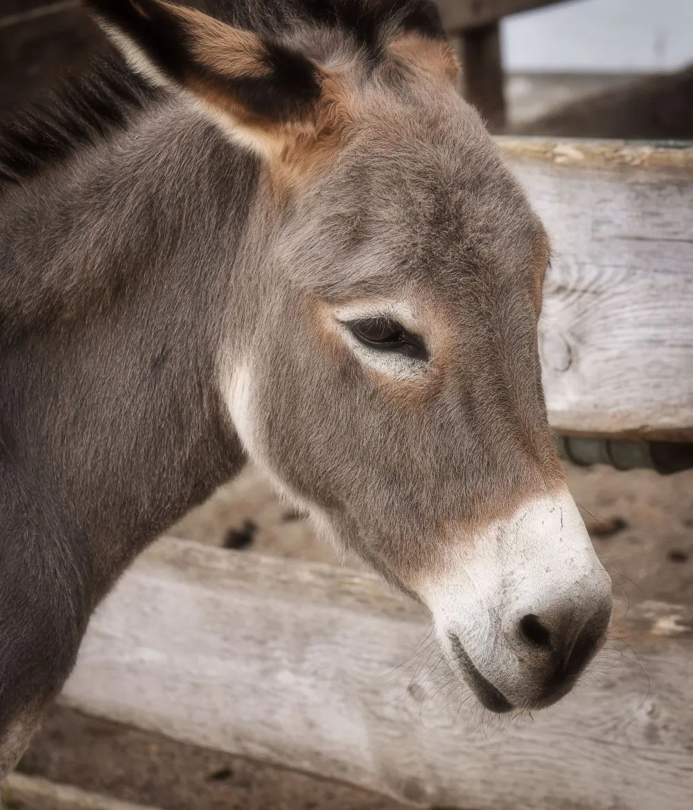 Federal Lawsuit Filed After Police Shooting of Miniature Donkey in Georgia