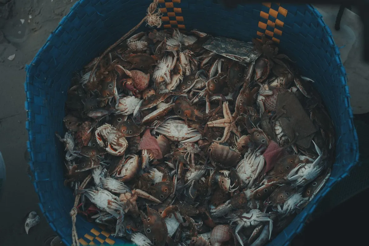 seafood harvest