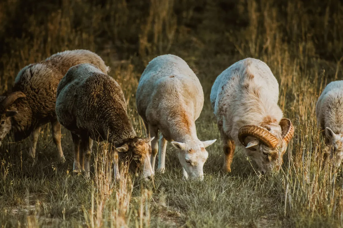livestock grazing Idaho