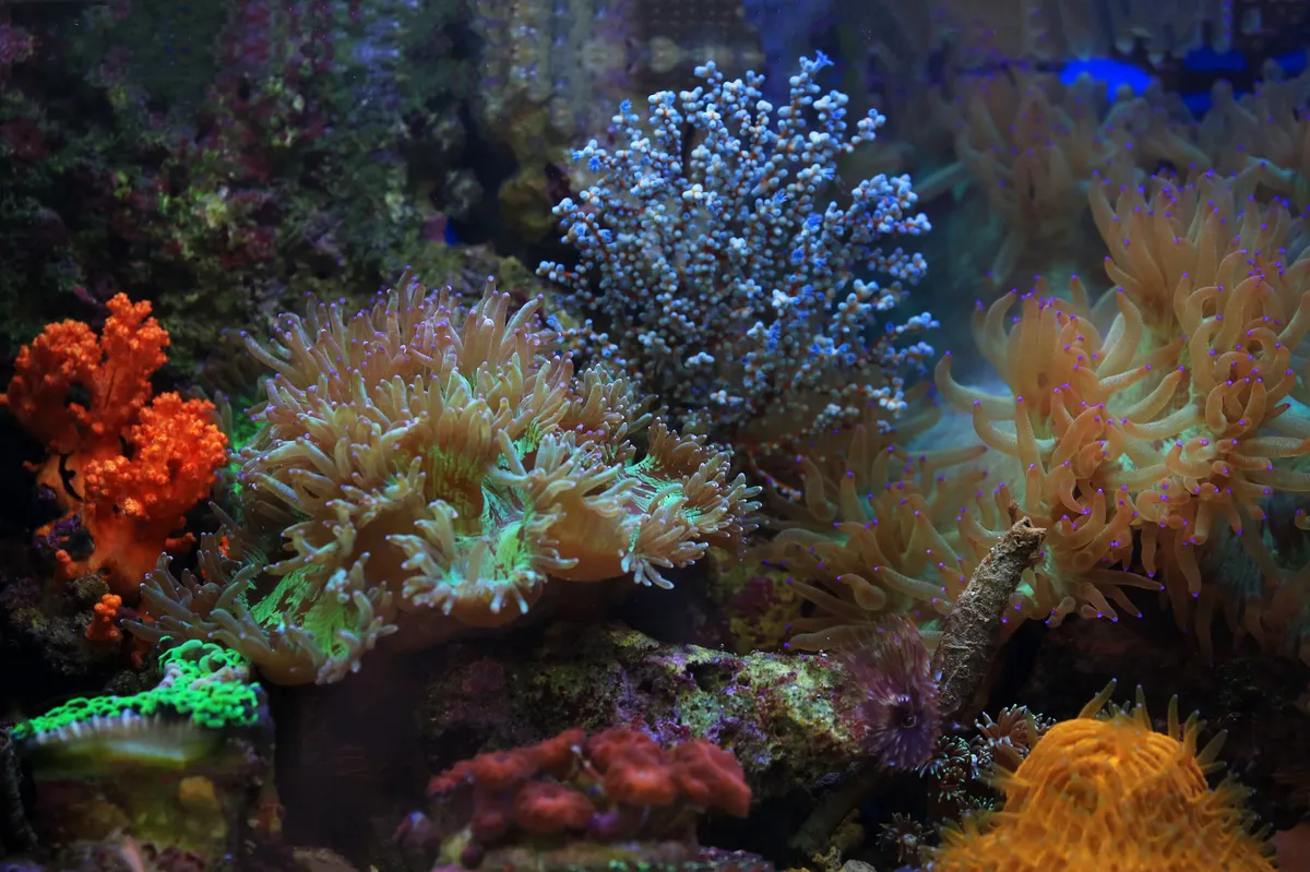 ocean landscape with coral reefs