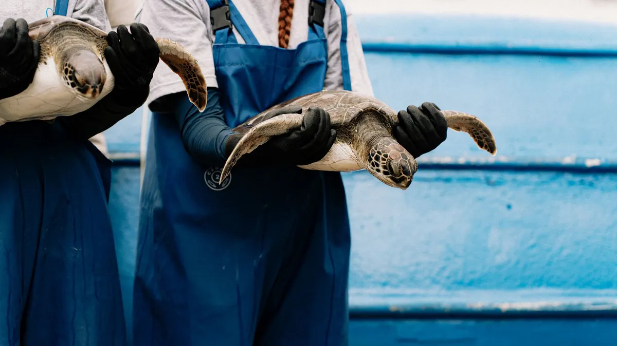 marine conservation efforts