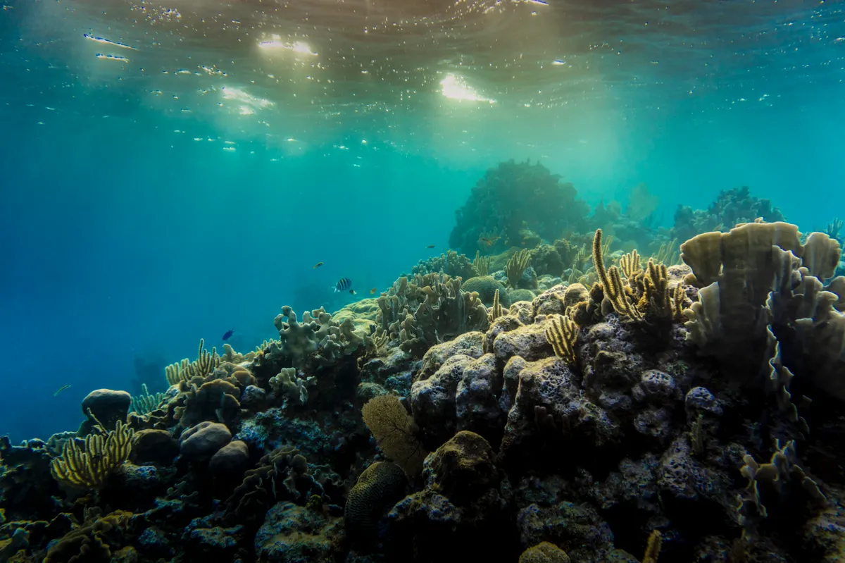 The 30 by 30 Initiative: A Deep Dive Into Ocean Protection Challenges