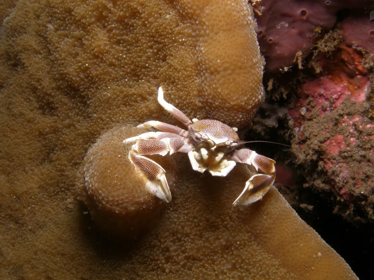 underwater marine life