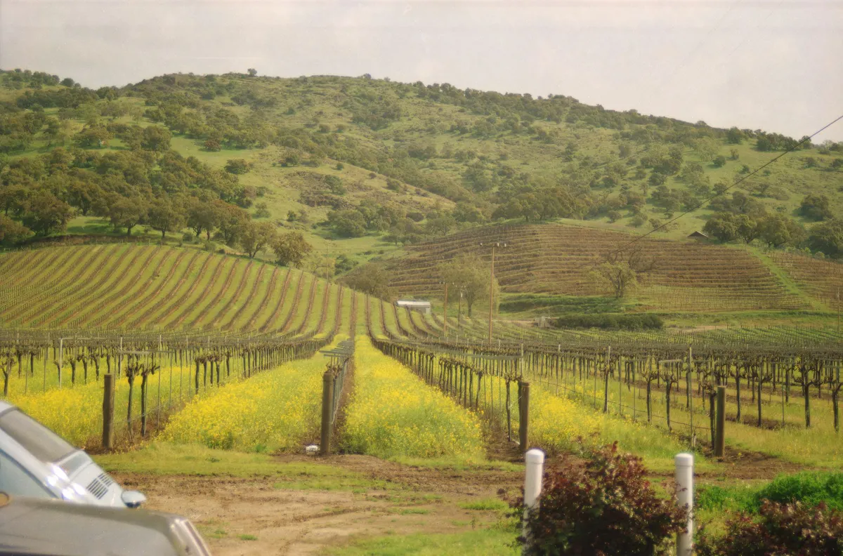 Sonoma County vineyards