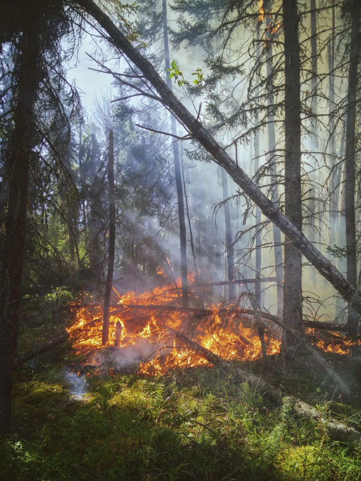 Wildfire Risks Threaten Access to Dialysis for Canadian Patients